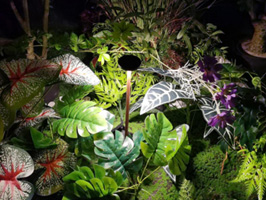 Very small pole that is similar with the rhizome of  a plant