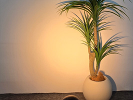 MN08  Zoom Pole  is with Zoomable 20° -50°  lens.